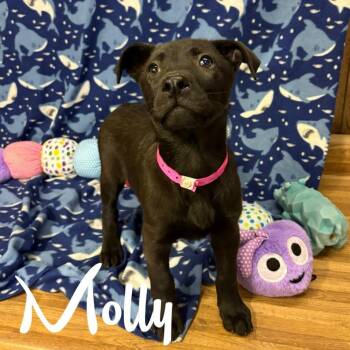 Mixed Breed Dogs Available for Adoption in Hillsboro, Ohio - Molly | PetCurious