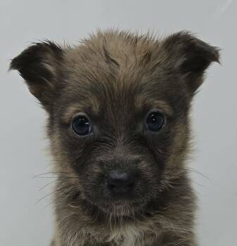 Australian Kelpie Dogs Available for Adoption in Newport, Tennessee - Gran Alegria | PetCurious