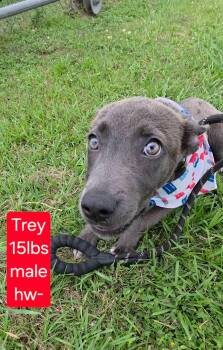 Mixed Breed and Weimaraner Dogs Available for Adoption in North Berwick, Maine - Trey Stunning Weimaraner Mix Puppy | PetCurious