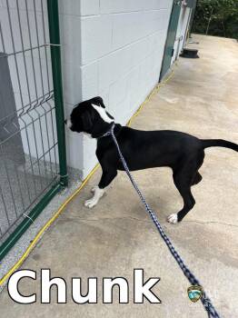 Pit Bull Terrier Dogs Available for Adoption in Rocky Mount, North Carolina - Chunk | PetCurious