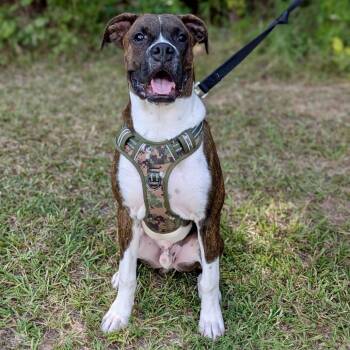 Butters 08-2618 -  Boxer Dog for Adoption in Tyrone, Georgia - Butters 08-2618 | PetCurious