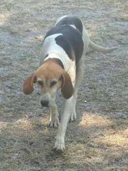 Hound Dogs Available for Adoption in Hartsville, South Carolina - Whiskey | PetCurious