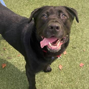 Daniel -  Mixed Breed Dog for Adoption in Asheville, North Carolina - Daniel | PetCurious