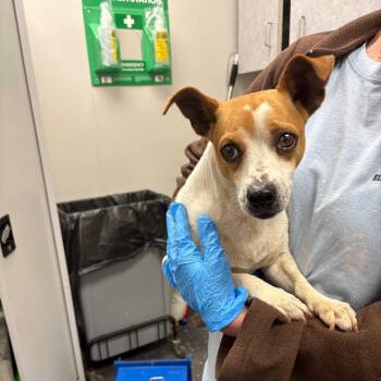 Mixed Breed Dogs Available for Adoption in Columbiana, Alabama - Junior | PetCurious