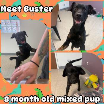 Rescue Mixed Breed Dogs for Adoption in Homewood, Illinois - Buster | PetCurious