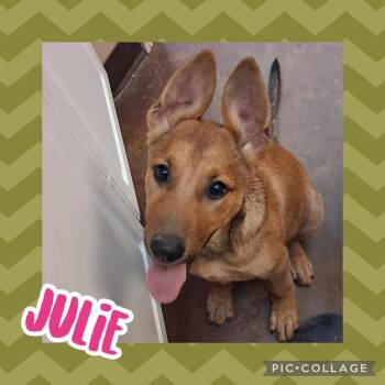 Julie -  Shepherd and Hound Dog for Adoption in Ringwood, New Jersey - Julie | PetCurious