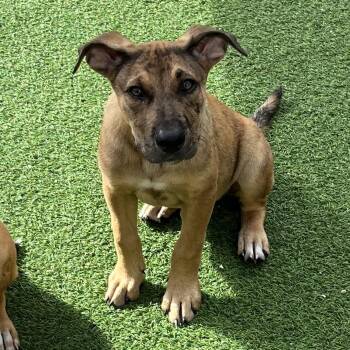 Mixed Breed Dogs Available for Adoption - Milk | PetCurious