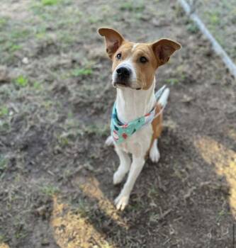 Hound and Mixed Breed Dogs Available for Adoption - Braden | PetCurious