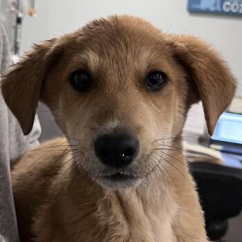 German Shepherd Dog and Cattle Dog Dogs Available for Adoption - Bang | PetCurious