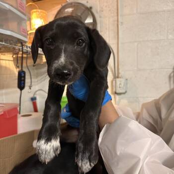 Black Labrador Retriever Dogs Available for Adoption - Steph Curry | PetCurious