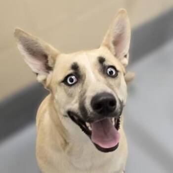 Armoire -  Husky and Shepherd Dog for Adoption in Reno, Nevada - Armoire | PetCurious