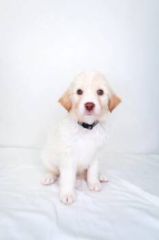Snow Cone -  Great Pyrenees Dog Available for Adoption in Bixby, Oklahoma - Snow Cone | PetCurious