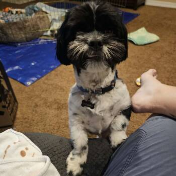 Cosmo -  Shih Tzu Dog for Adoption in St. George, Utah - Cosmo | PetCurious