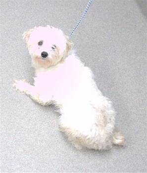 Maltese and Mixed Breed Dogs Available for Adoption - STICKY | PetCurious