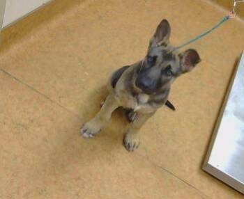 German Shepherd Dog Dogs Available for Adoption - CARTER | PetCurious