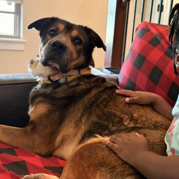 Mixed Breed Dogs Available for Adoption in Bentonville, Arkansas - Kloe | PetCurious