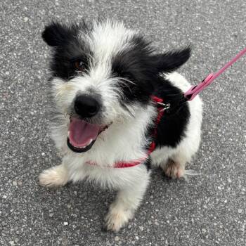 Briciola 8246 -  Terrier Dog for Adoption in Loxahatchee Groves, Florida - Briciola 8246 | PetCurious