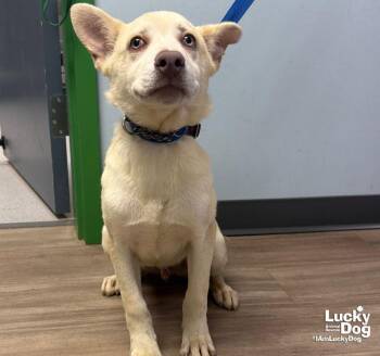 Golden Graham -  Shepherd and Retriever Dog for Adoption in Washington, District Of Columbia - Golden Graham | PetCurious