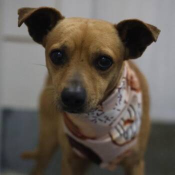 Chihuahua Dogs Available for Adoption - CEZAR | PetCurious