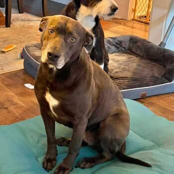 Labrador Retriever Dogs Available for Adoption in Grand Bay, Alabama - Raya | PetCurious