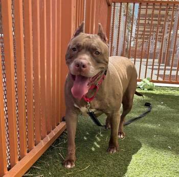 RED QUEEN -  Pit Bull Terrier Dog for Adoption in Las Vegas, Nevada - RED QUEEN | PetCurious