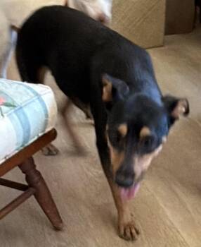 Maya plus 10 -  Australian Kelpie and Miniature Pinscher Dog for Adoption in Bonita, California - Maya Plus 10 | PetCurious