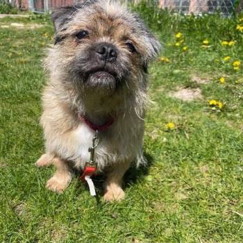 Mixed Breed Dogs Available for Adoption in Oshkosh, Wisconsin - Bailey-Sensitive But Sweet! | PetCurious