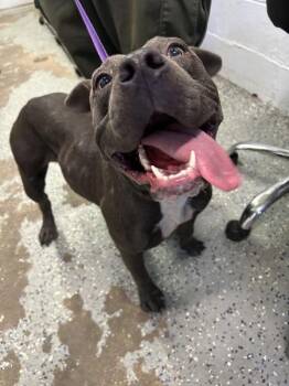 Tulip -  Pit Bull Terrier Dog for Adoption in Mobile, Alabama - Tulip | PetCurious