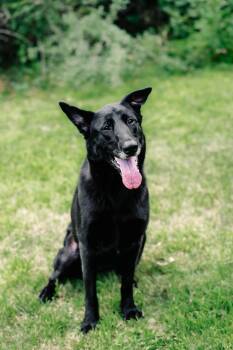 Fiona -  German Shepherd Dog Dog for Adoption in Winthrop, Massachusetts - Fiona | PetCurious