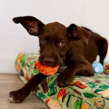 Colten -  Terrier and Mixed Breed Dog for Adoption in Green Bay, Wisconsin - Colten | PetCurious