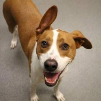 Rescue Hound Dogs for Adoption in Wichita, Kansas - Lucy | PetCurious