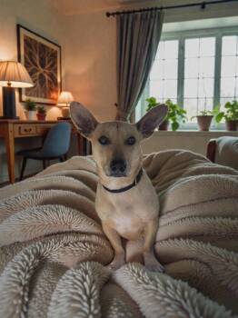 Terrier Dogs Available for Adoption - Tim Horton | PetCurious