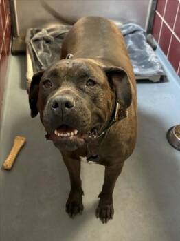 Staffordshire Bull Terrier and Mixed Breed Dogs Available for Adoption - SNOLA | PetCurious