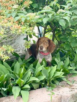 Beagle Dogs Available for Adoption in Oswego, Illinois - Red | PetCurious