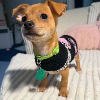 Tot -  Chihuahua and Mixed Breed Dog for Adoption in Buffalo, Minnesota - Tot | PetCurious