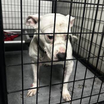 Louisiana -  Terrier Dog for Adoption in St. Louis, Missouri - Louisiana | PetCurious