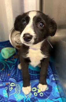 Lola -  Border Collie Dog for Adoption in Concord, California - Lola | PetCurious