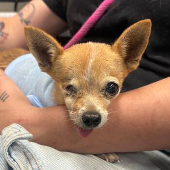 Luciel -  Chihuahua Dog for Adoption in Yuma, Arizona - Luciel | PetCurious