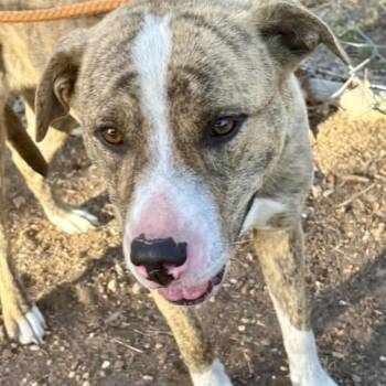 Mixed Breed Dogs Available for Adoption in Tunica, Mississippi - Lily | PetCurious