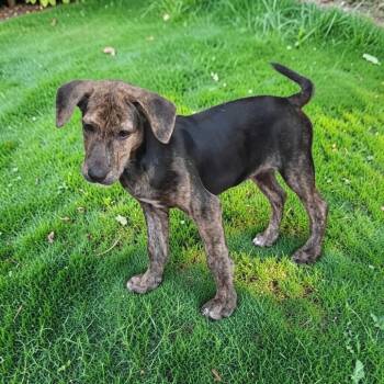 Chem -  Catahoula Leopard Dog and Terrier Dog for Adoption in San Diego, California - Chem | PetCurious