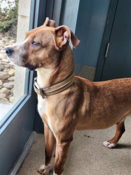 ROSCOE -  Pit Bull Terrier and Mixed Breed Dog for Adoption in Newton, North Carolina - ROSCOE | PetCurious