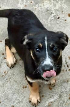 Kabuli -  Shepherd and Cattle Dog Dog for Adoption in Fort Lupton, Colorado - Kabuli | PetCurious