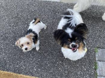 Yorkshire Terrier and Chihuahua Dogs Available for Adoption in Greenlawn, New York - Buddy | PetCurious