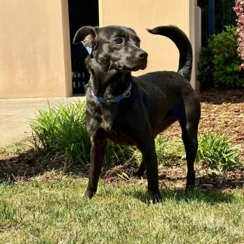 Terrier and Mixed Breed Dogs Available for Adoption in Huntsville, Alabama - Clarissa | PetCurious