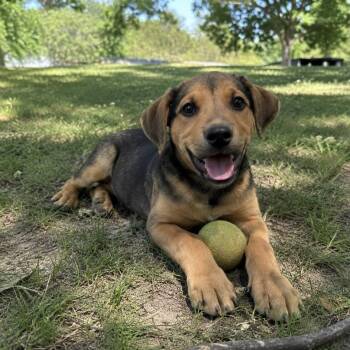 Harry -  Mixed Breed Dog for Adoption in Pelham, New Hampshire - Harry | PetCurious