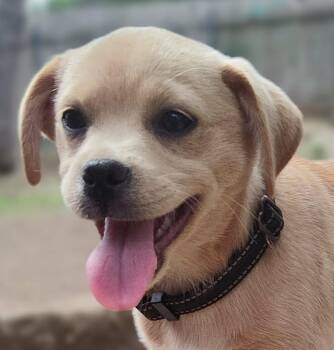Puggle Dogs Available for Adoption - Toledo | PetCurious
