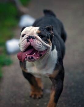 Frankie -  English Bulldog Dog for Adoption in Salisbury, Maryland - Frankie | PetCurious