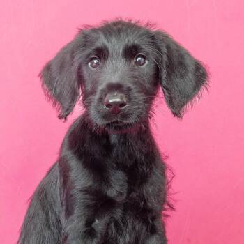 Knox -  Giant Schnauzer and Golden Retriever Dog for Adoption in Franklin, Tennessee - Knox | PetCurious