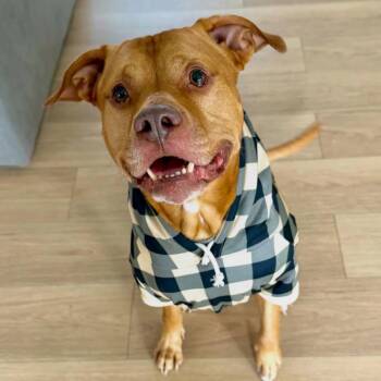 American Bulldog Dogs Available for Adoption - Trolley | PetCurious