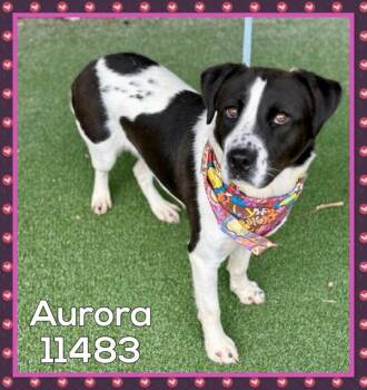 Rescue Retriever and Pointer Dogs for Adoption in Marietta, Georgia - Aurora (877) | PetCurious